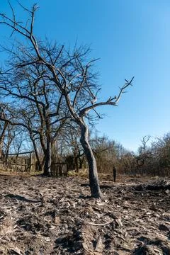 The consequences of a forest fire and arson of dry foliage.  Charred trees an 写真素材