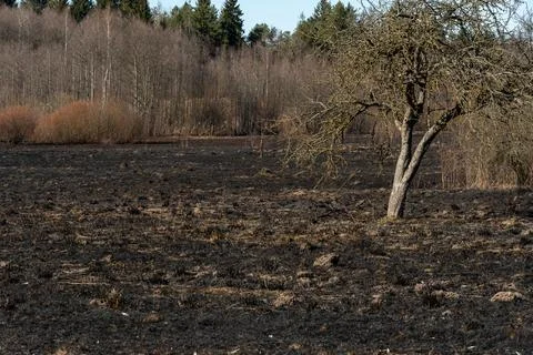 The consequences of a forest fire and arson of dry foliage.  Charred trees an 写真素材