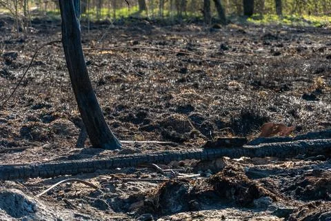 The consequences of a forest fire and arson of dry foliage.  Charred trees an 写真素材