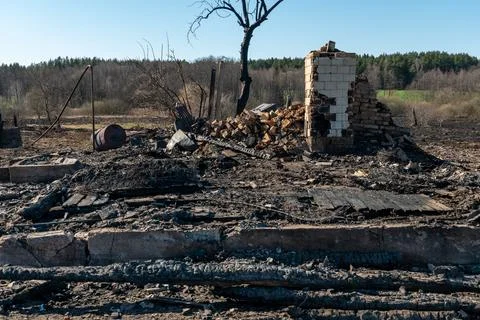 The consequences of a forest fire and arson of dry foliage.  Charred trees an 写真素材