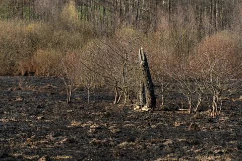 The consequences of a forest fire and arson of dry foliage.  Charred trees an 写真素材