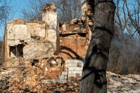 The consequences of a forest fire and arson of dry foliage.  Charred trees an Stock Photos