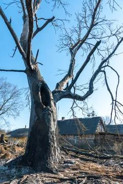 The consequences of a forest fire and arson of dry foliage.  Charred trees an 写真素材