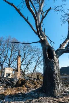 The consequences of a forest fire and arson of dry foliage.  Charred trees an Stock Photos