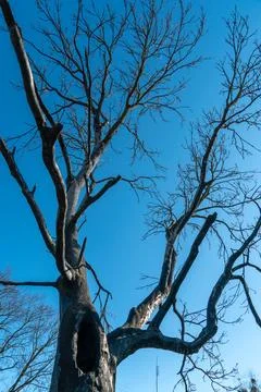 The consequences of a forest fire and arson of dry foliage.  Charred trees an Stock Photos