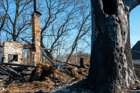 The consequences of a forest fire and arson of dry foliage.  Charred trees an 写真素材