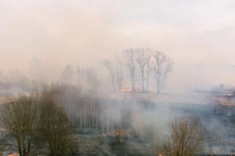 The consequences of a forest fire. Burnt trees and grass. Smoke and fire in t Stock Photos