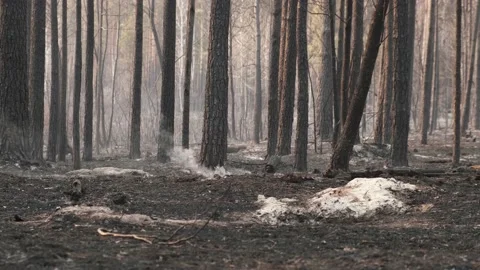 Consequences of a forest fire, charred trees, smoking smoldering grass and Stock Footage 189192874