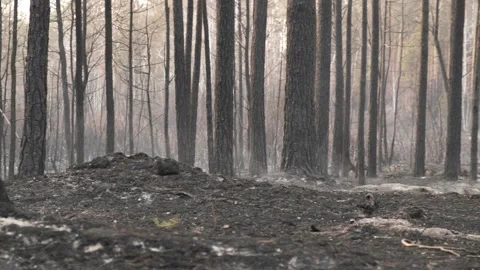 Consequences of a forest fire, charred trees, smoking smoldering grass and Stock Footage 194680382