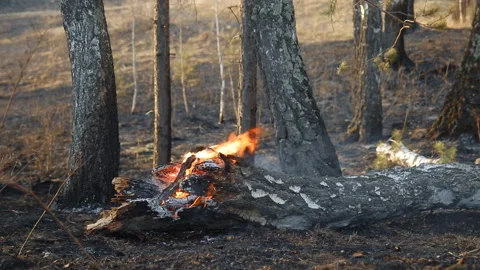 Consequences of forest fire. The fire from the woods. Stock Footage 89406382