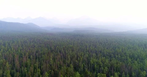 Consequences of forest fires. Smoke of forest fires. Fly over the pine forest Stock Footage 77703239