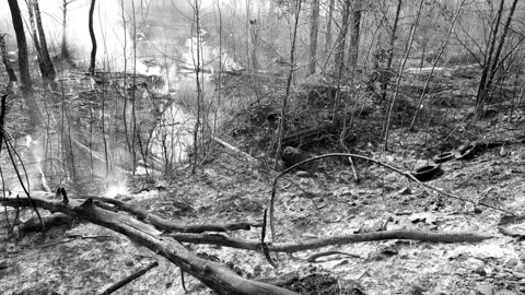 Consequences of human activity in the wild Stock Footage 144877621