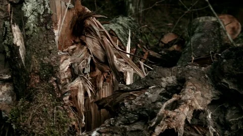 Consequences of the Hurricane in the Forest Video stock 76335880