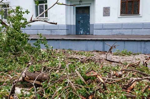 Consequences of rain and wind A fallen tree on a car after a downpour and ... Stock Photos
