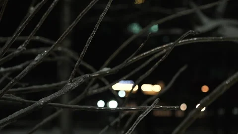 The consequences of severe frosts - tree branches covered with ice Stock Footage 327123852