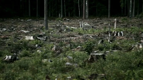 Consequences of the Storm in the Forest Video stock 84301787