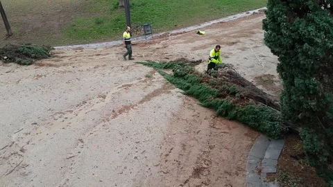 Consequences of the storm. workers sawing a fallen tree in the park. Stock Footage 123380284