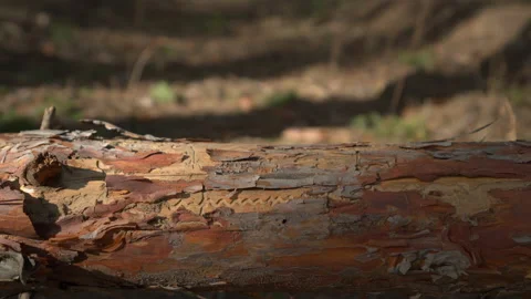 Consequences for trees from the life of a bark beetle. Sunny day in pine forest 스톡 동영상 172574387