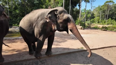 Conservation, Asian Elephants Sanctuary Stroll Stock Footage 264811949