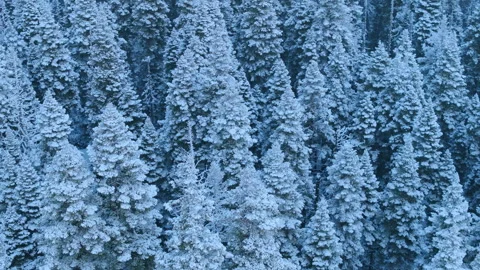 Conservation drone photographs closely textures of winter trees and ecology Stock Footage 321378403