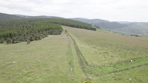 Conservation Grazing and Countryside Within the Cévennes National Park in 库存影片 279529683