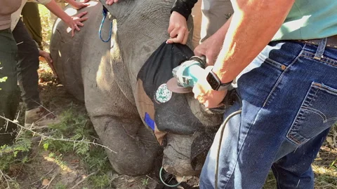 Conservation officer uses angle grinder to smooth removed rhino horn Stock Footage 336659632
