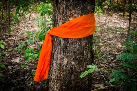 Conservation tree by tree ordination. Foto stock