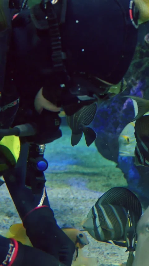 Conservationfocused marine researcher documenting reef fish interactions Vidéo 344741693