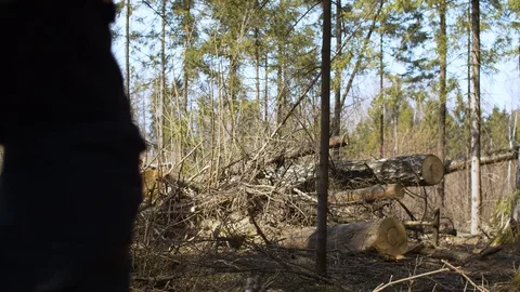 Conservationists on illegal logging Stock Footage 128873336