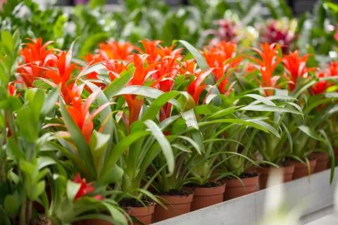 Conservatory of Flowers 스톡 사진