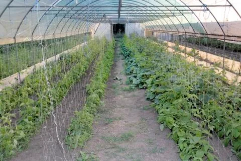 Conservatory Stock Photos