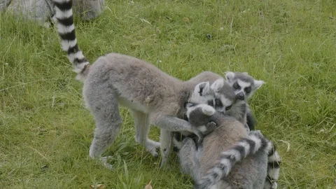 A conspiracy of lemurs Stock Footage 112352976