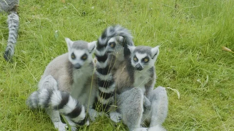 A Conspiracy of Lemurs Stock Footage 112973025