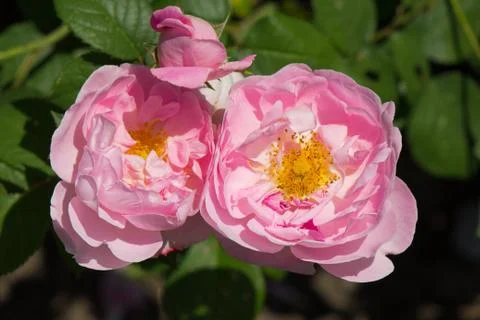 Constance Spry Roses in Bloom Stock Photos