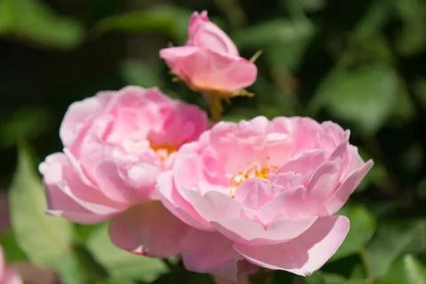 Constance Spry Roses in Bloom Stock Photos