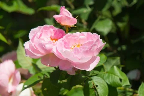 Constance Spry Roses in Bloom Stock Photos