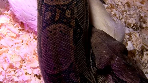 Constrictor Boa Eats Rat in Swamp, Top View Stock Footage 71630961