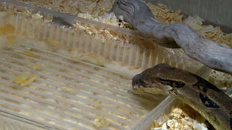 Constrictor snake drinking water in aquarium Stock-Footage 70554920