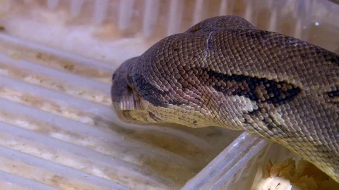 Constrictor snake drinking water in terrarium, closeup head shot Stock Footage 71629864