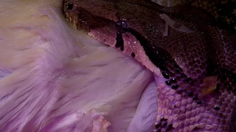 Constrictor snake eating white rat, extreme closeup shot Stock Footage 71630785