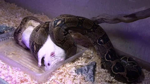 Constrictor snake eats albino mouse in swamp Video stock 71630603