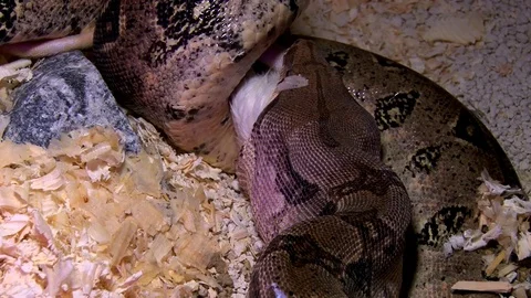 Constrictor snake eats mouse in swamp, closeup Stock Footage 71630484