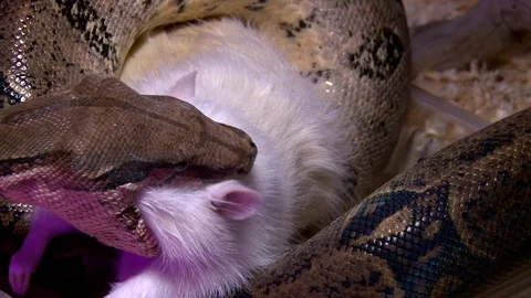 Constrictor snake eats the rat in swamp, closeup shot Stock Footage