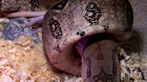 Constrictor snake eats rat in swamp, closeup 스톡 동영상 71630554
