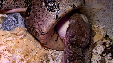 Constrictor snake eats white rat in swamp, closeup Video stock 71630425