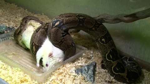 Constrictor snake eats white rat in swamp Stock Footage 71630728