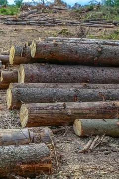 Construction clearing glade edge of the forest logging pine trunks uneven har Foto stock