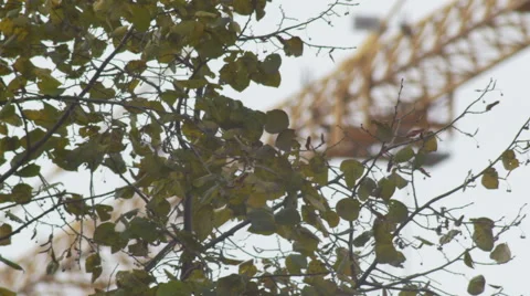 Construction crane 4K + HD _trees 2 Video stock 43404525