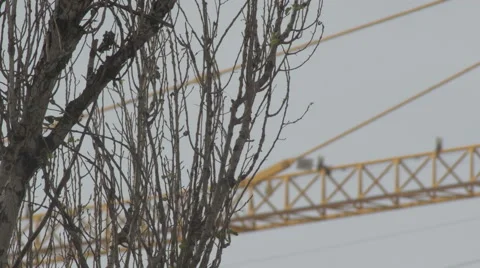 Construction crane 4K + HD _trees Video stock 43463762