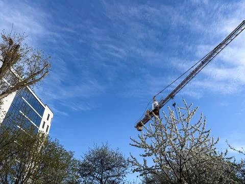 Construction crane and blooming tree against blue sky Stock Photos
